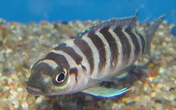 Neolamprologus cylindricus